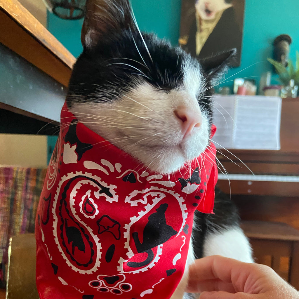"The Icon - Stray Charles" Human & Pet Bandana