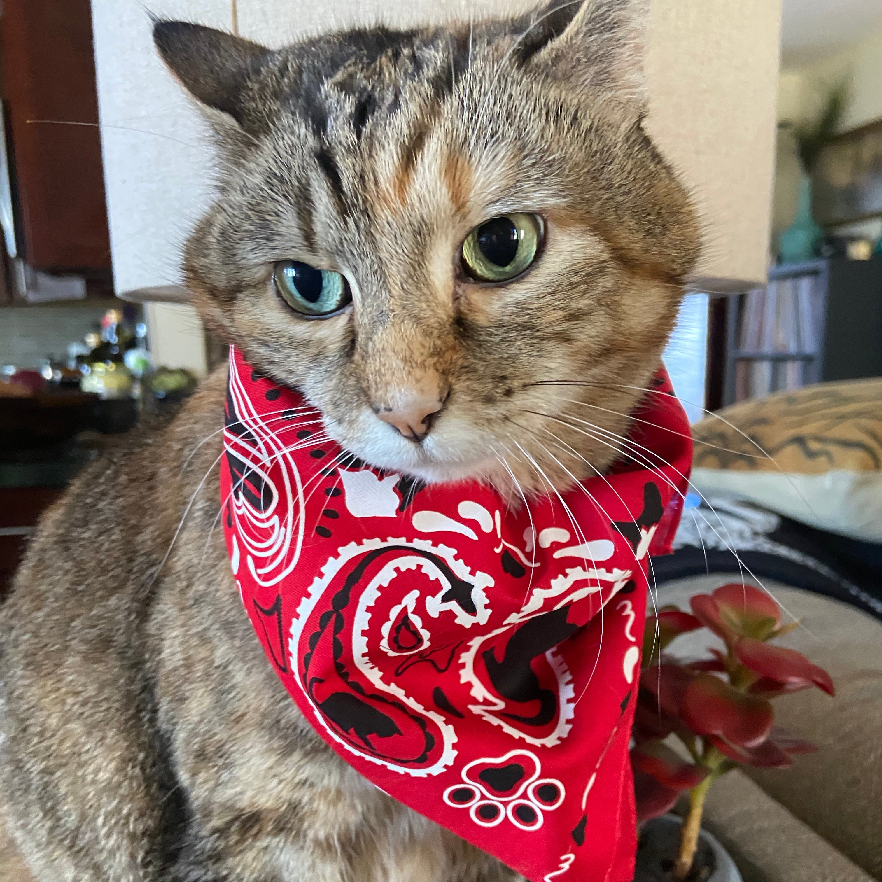 "The Icon - Stray Charles" Human & Pet Bandana