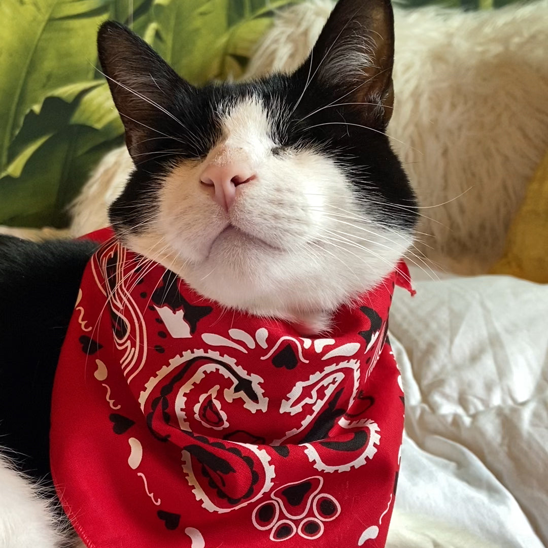 "The Icon - Stray Charles" Human & Pet Bandana