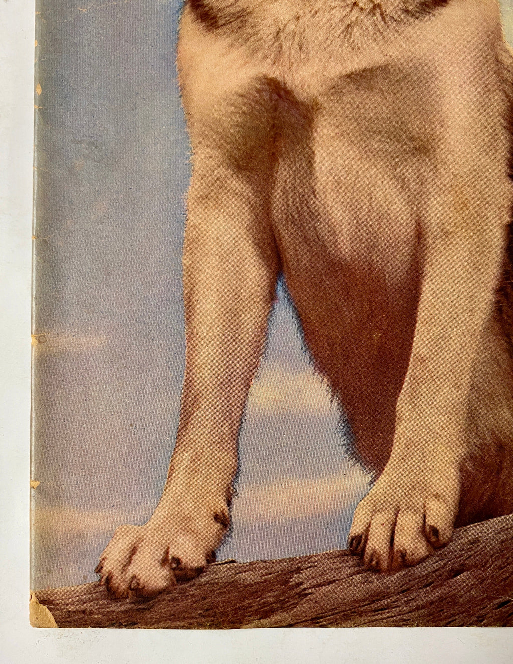 Four Color (1942) #434 Rin Tin Tin #1 Photo Cover Sparky Moore Art TV Show