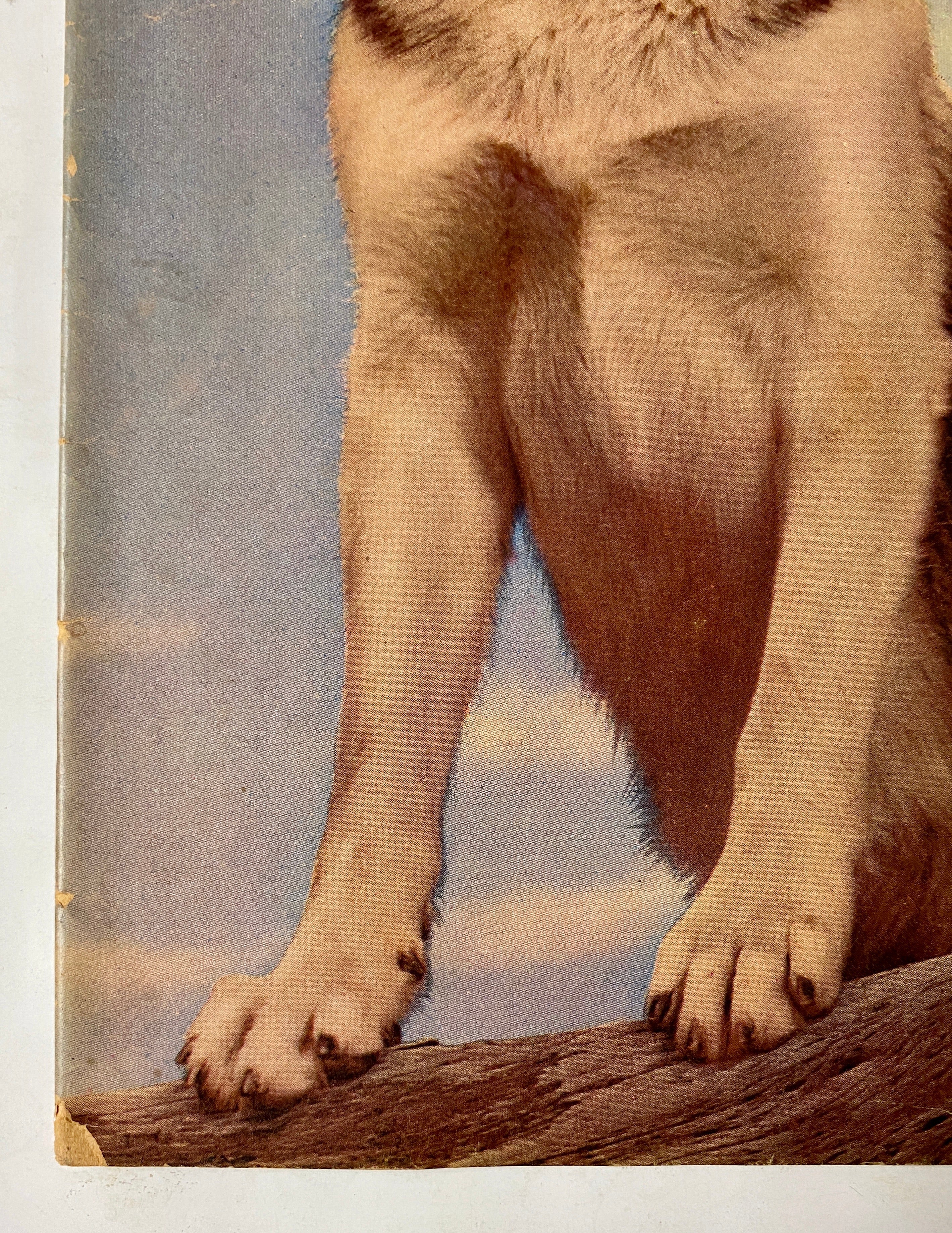 Four Color (1942) #434 Rin Tin Tin #1 Photo Cover Sparky Moore Art TV Show